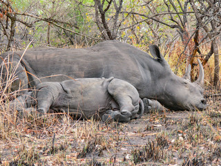 mother hippo and baby hippo resting and sleeping