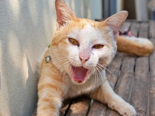 sleepy cat on a table in Cambodia