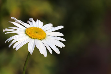 Chamomile flower with dew on a green meadow in sunny day. Water drops on daisy white petals, freshness of spring nature