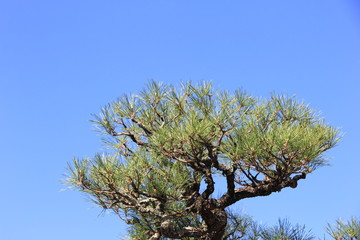枝ぶりの良い松と青空