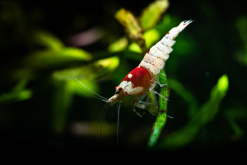 Crystal red shrimp swarm eat aquarium pets hobby nature wild life