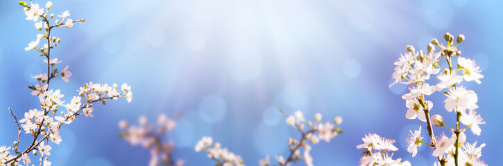 weiße blütenzweige vor blauem himmel