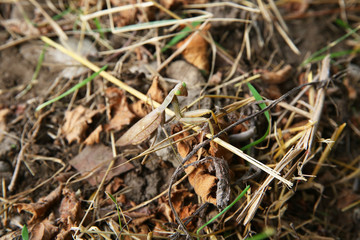 European mantis religiosa sitting on grass . European Mantis clinging to a stalk of grass . The green grasshopper looks at the camera.
