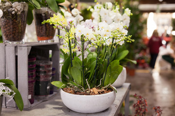 White flowers phalaenopsis on the shelf in a flower shop