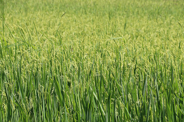 rice field in sunny day, rural area in Thailand