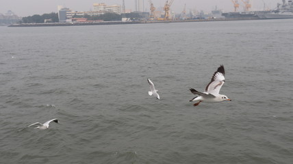 Migratory seabird flying above the blue ocean,