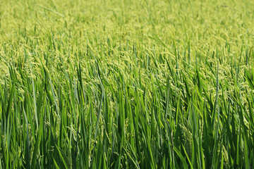 rice field in sunny day, rural area in Thailand