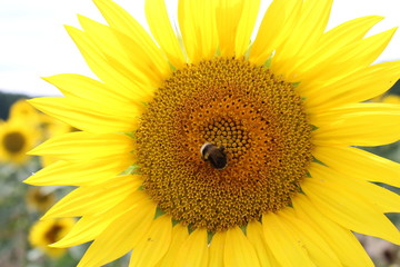 Sunflower 
