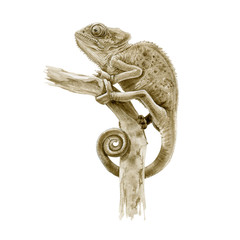 Panter chameleon on the branch watercolor illustration. Hand drawn  exotic lizard graphic image. Beautiful jungle reptile close up illustration isolated on white background. © anitapol