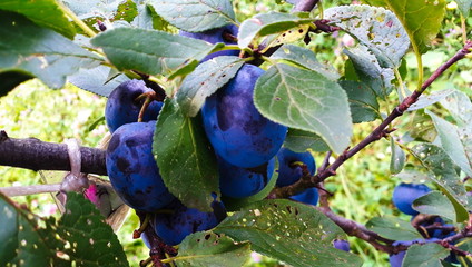 plums on tree