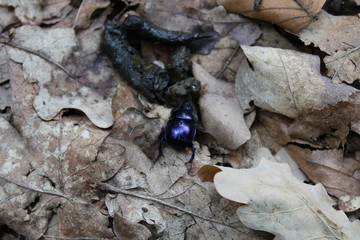 bug on leaf