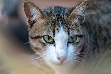 Close up striped cat looking, portrait of Thai cat