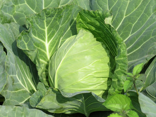 Fresh Cabbage image, cabbage is one of the most famous vegetable in Indian vegetable market.  This image is click from JALPAIGURI (West Bengal) in India at afternoon time.