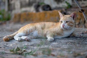 Naklejka na ściany i meble Ginger cat lay on the street, close up Thai at street