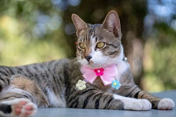 Striped cat lay on the floor, close up Thai cat