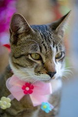The striped cat with big ribbon, close up Thai cat