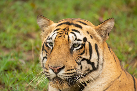 Close up face of a male tiger 
