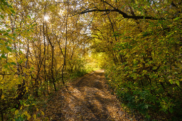 Fototapeta na wymiar Road through beautiful and wild forest. Autumn landscape.