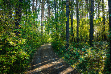 Obraz premium Road through beautiful and wild forest. Autumn landscape.