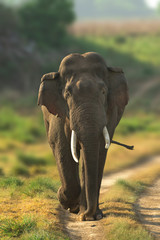 Naklejka na ściany i meble Asian elephant in Indian forest
