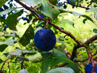 plum on a branch