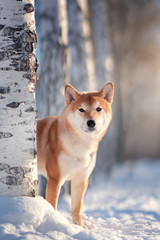 Shiba Inu dog in winter