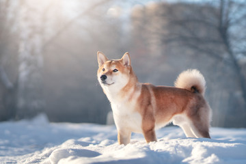 Shiba Inu dog in winter