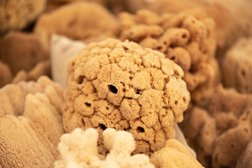 The natural sea sponges from Greece. Closeup image of delicate silk high quality sponge.