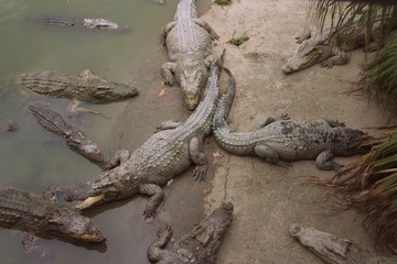 Crocodiles on the farm. Growing reptiles in China. Alligator