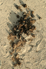 Horse Droppings