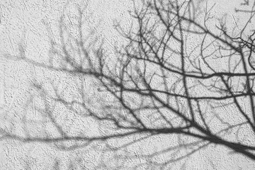 Shadow branches on the wall The natural leaves, shadows of the branches and sunlight shine on the wall surface.
