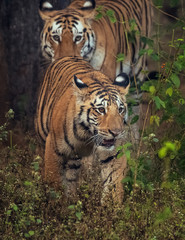 Fototapeta premium Tiger cub and mother in their natural habitat