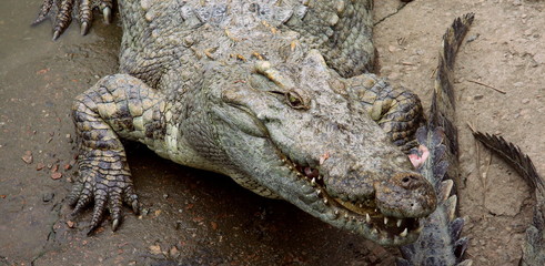Crocodiles on the farm. Growing reptiles in China. Alligator
