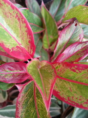 lily of the valley in garden