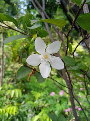 beautyful white flowers in garden