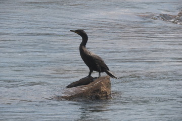 great blue heron in water
