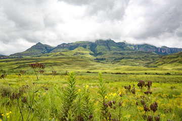 The green mountains of Maloti Drakensberg Park with grasses and some flowers in the foreground, South Africa