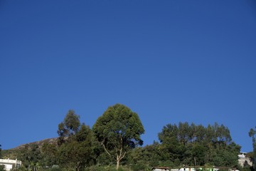 Obraz premium Blue sky with green trees 