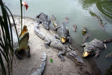 Crocodiles on the farm. Growing reptiles in China. Alligator