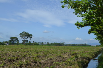 Fototapeta premium landscape with trees and blue sky