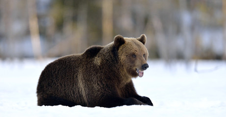 Bear lies  in the snow, winter forest. Brown bear in winter forest. Scientific name: Ursus Arctos. Natural Habitat.