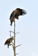Juvenile White-tailed eagles on the tree. Scientific name: Haliaeetus albicilla, Ern, erne, gray eagle, Eurasian sea eagle and white-tailed sea-eagle.