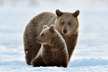 Fototapeta premium She-Bear and bear cub in winter forest. Winter forest at morning mist sunrise. Natural habitat. Brown bear, Scientific name: Ursus Arctos Arctos.