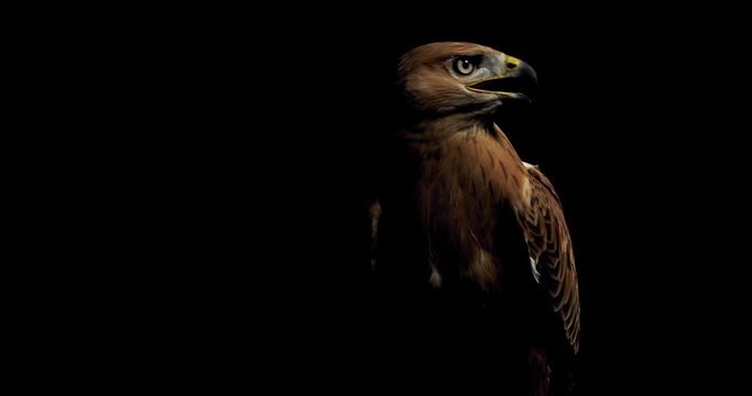 Beautiful hawk with open beak is looking around in a dark room, wildlife, 4k