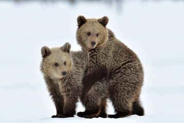 Bear Cubs are playing in the snow. Natural habitat. Brown bear, Scientific name: Ursus Arctos Arctos. © Uryadnikov Sergey
