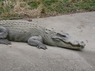 Crocodiles on the farm. Growing reptiles in China. Alligator