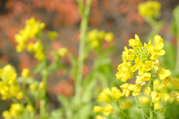 黄色の癒される菜の花