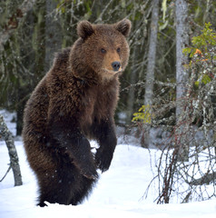 Obraz premium Bear cub stands on its hind legs in winter forest. Natural habitat. Brown bear, Scientific name: Ursus Arctos Arctos.