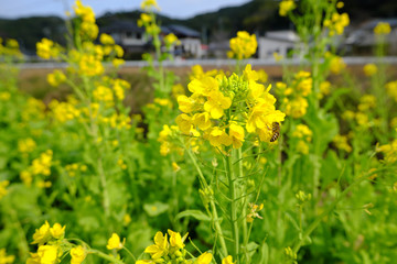 Obraz premium 菜の花と可愛いミツバチ