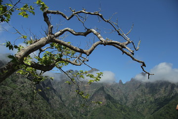Madera 